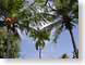 RJWpalms.jpg Sky leaves leafs palm trees green photography