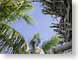 RJWskypatch.jpg Sky palm trees caribbean photography