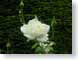 RJWwhiteRose.jpg Flora - Flower Blossoms green closeup close up macro zoom photography