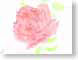 RKrose.jpg Flora - Flower Blossoms Art - Illustration pink red rose