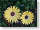 RMdaisies.jpg Flora - Flower Blossoms yellow green closeup close up macro zoom photography