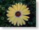 RMdaisy.jpg Flora - Flower Blossoms yellow green closeup close up macro zoom photography