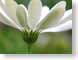 RNdaisy.jpg white Flora - Flower Blossoms green closeup close up macro zoom photography