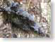 RPevergreen.jpg Flora trees forest woods woodlands snow white winter pine needles