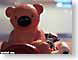 RdMbear.jpg mammals animals toys Still Life Photos