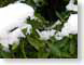 SBsnowyLaurel.jpg Flora leaves leafs snow white green winter