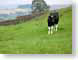 SDSmoo.jpg Fauna grass green cattle cows bulls steer mammals animals photography