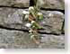 SDSwallFlowers.jpg Flora - Flower Blossoms scotland united kingdom uk stones rocks closeup close up macro zoom wall photography