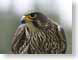 SMDfalcon.jpg Fauna birds avian animals face photography