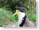 SMDplover.jpg Fauna birds avian animals yellow closeup close up macro zoom photography feathers