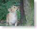 SMKlionCub.jpg Fauna felines cats animals photography