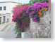 SP2bougainvillea.jpg Flora - Flower Blossoms city urban photography