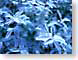 SPblueLeaves.jpg Still Life Photos blue