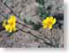 SPdesertSunflwrs.jpg Flora - Flower Blossoms yellow photography