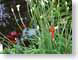 SPfishNfly.jpg Fauna fish sealife animals green red dragonfly dragonflies photography