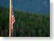 SPflagForest.jpg Holidays trees forest woods woodlands flags patriotism patriotic photography