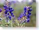 SPgrandStaircase.jpg Flora - Flower Blossoms purple lavendar lavender closeup close up macro zoom utah photography