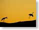 SPlandingGearDwn.jpg Fauna Sky birds avian animals yellow silhouettes orange