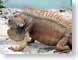 SPlikeAsuv.jpg Fauna closeup close up macro zoom mexico photography iguana lizards reptiles animals