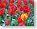 SPoneOrange.jpg Flora - Flower Blossoms closeup close up macro zoom tulips photography