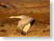 SPwingsDown.jpg Fauna birds avian animals photography