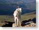 SW02mountainGoat.jpg Fauna goats mammals animals photography