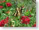 SdOSbutterfly.jpg Fauna Flora - Flower Blossoms yellow butterfly moths butterflies insects green red
