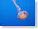 TJSjelly.jpg Fauna water jellyfish jelly fish monterrey bay monterey bay blue monterey bay aquarium Under Water