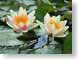 TMU01lilyFlowers.jpg Flora - Flower Blossoms yellow green closeup close up macro zoom pink photography