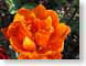 TMU01orange.jpg Flora - Flower Blossoms closeup close up macro zoom photography