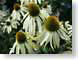 TMU02Daisy.jpg Flora - Flower Blossoms closeup close up macro zoom photography daisy daisies