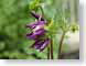 TMU02Purple.jpg Flora - Flower Blossoms purple lavendar lavender green closeup close up macro zoom photography