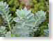 TMU02greenLeaves.jpg Flora leaves leafs closeup close up macro zoom photography succulents