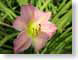 TMU02hibiscus.jpg Flora - Flower Blossoms closeup close up macro zoom pink photography
