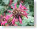 TMU02pinkPetals.jpg Flora - Flower Blossoms closeup close up macro zoom pink photography thorns