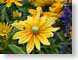 TMU02yellowDaisy.jpg Flora - Flower Blossoms yellow purple lavendar lavender green closeup close up macro zoom photography