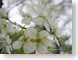 TMU04floral.jpg Flora Flora - Flower Blossoms photography