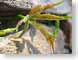 TMU07floral.jpg leaves leafs Still Life Photos stones rocks green photography