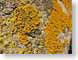 TMU08floral.jpg Still Life Photos stones rocks closeup close up macro zoom orange photography