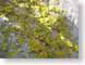 TMU09floral.jpg yellow Still Life Photos stones rocks closeup close up macro zoom photography