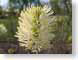 TMUanemonesque.jpg Flora - Flower Blossoms yellow closeup close up macro zoom photography