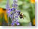TMUbeeOnLavndar.jpg Fauna Flora - Flower Blossoms purple lavendar lavender closeup close up macro zoom photography bees honeybees honey bees