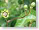 TMUbifurcation.jpg Flora green closeup close up macro zoom photography