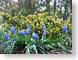TMUbluebells.jpg Flora - Flower Blossoms yellow blue photography