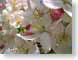 TMUcherryBlossom.jpg Flora - Flower Blossoms closeup close up macro zoom photography