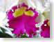TMUcoloredOrchid.jpg white Flora - Flower Blossoms yellow closeup close up macro zoom pink photography