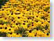 TMUdaisyField.jpg Flora - Flower Blossoms yellow closeup close up macro zoom photography