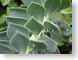 TMUdroplets.jpg Flora green closeup close up macro zoom rain drops raindrops water droplets photography succulents