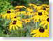 TMUfieldOfYellow.jpg Fauna insects bugs Flora - Flower Blossoms yellow bees honeybees honey bees daisy daisies