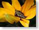 TMUgrasshoppa.jpg Fauna insects bugs Flora - Flower Blossoms yellow closeup close up macro zoom